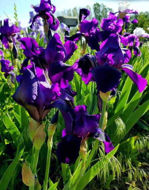 purpleflowers