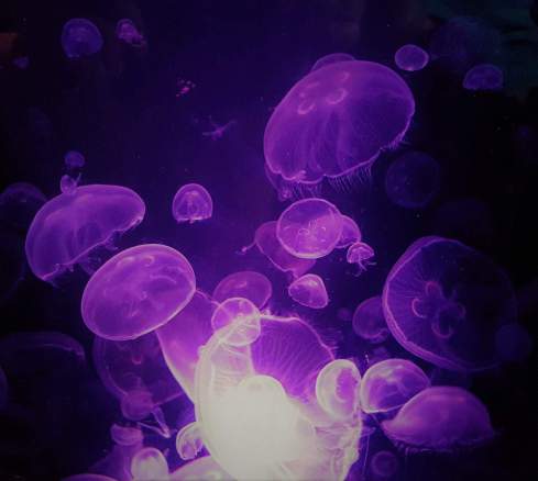 purplejellyfish